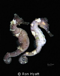 Seahorses at Iron Shore, Roatan. by Ron Hyatt 